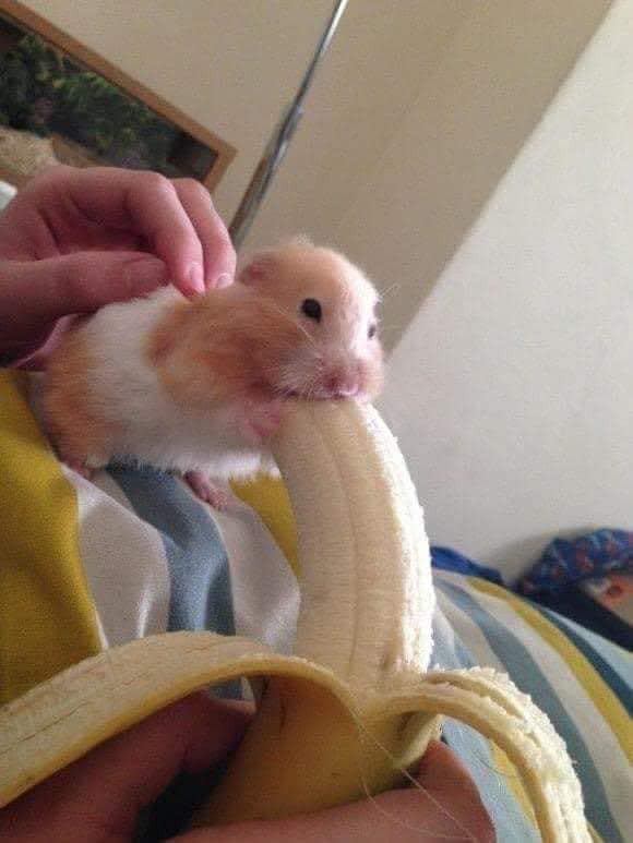 hamster-mouse-eating-big-banana-meme-640f77363ad54.jpg