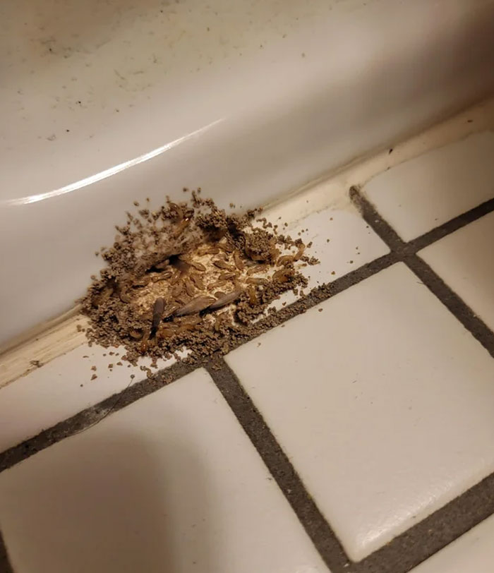 Vi estas criaturas en la base de mi inodoro. Las limpié con lejía y reaparecieron con fuerza un par de días después. ¿Qué demonios?