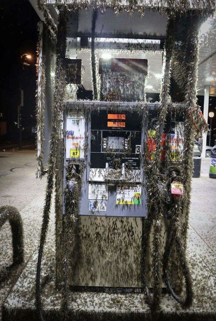 ¿Qué es esta locura de enjambre de bichos de 2,5 cm de largo en el surtidor de gasolina en Carolina del Sur?