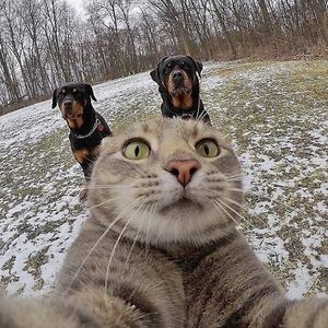 martinpeytchev avatar