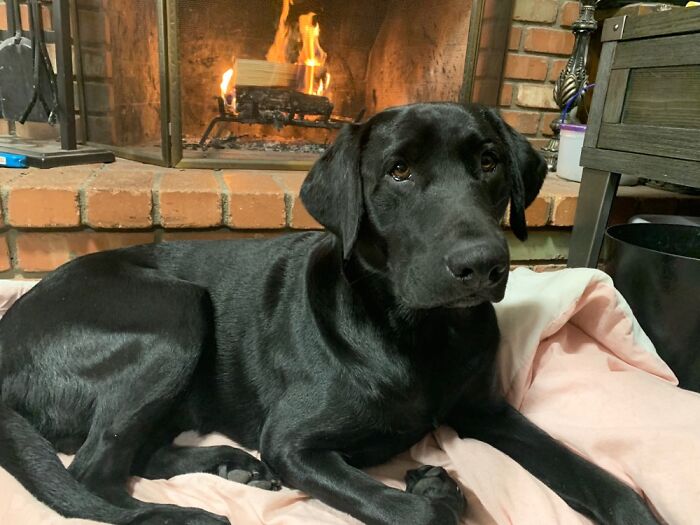 Sid Enjoying The Fire. Everything About This Says Home, Comfort And Love To Me