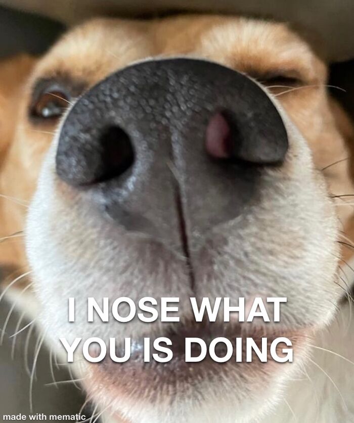 My Friends Beagle, Which I’m Planning On Dognapping Soon