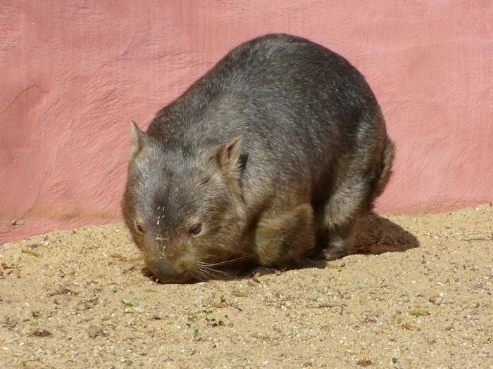 A Very Fascinating (And Cute) Wombat