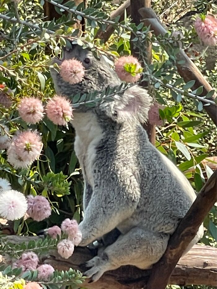 Koala Having A Bite To Eat At The San Diego Zoo