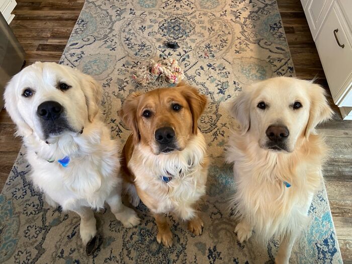 The Three Musketeers