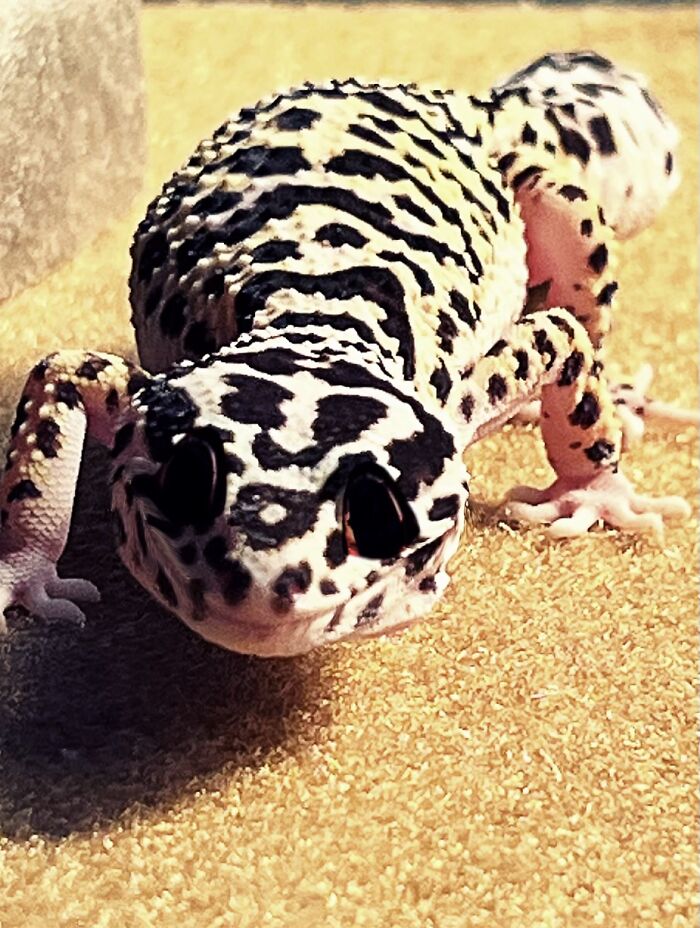 My Friends Gecko