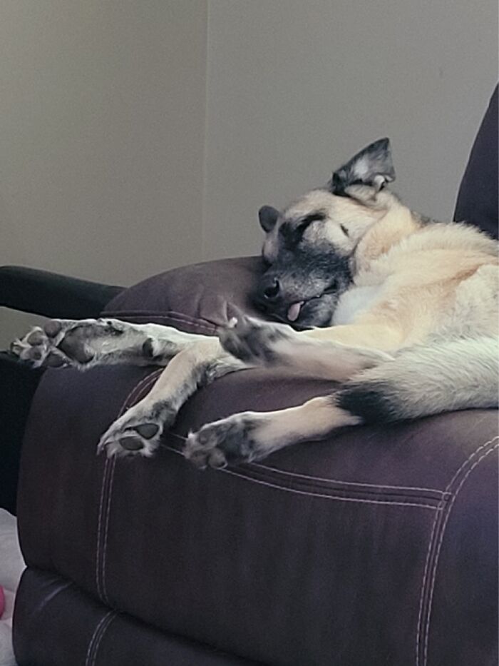 Sleeping With His Tongue Hanging Out