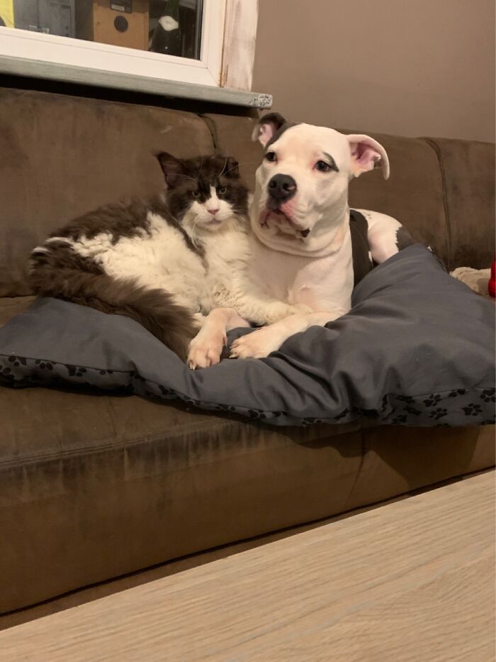 The Brother From Another Mother And His Standard “Cuddle Buddy”