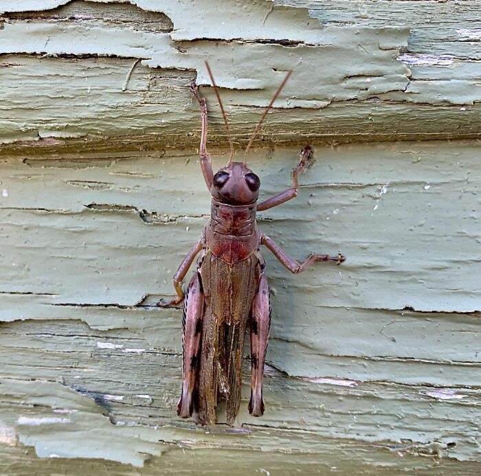 Maybe A Differential Or Spur Throated Grasshopper