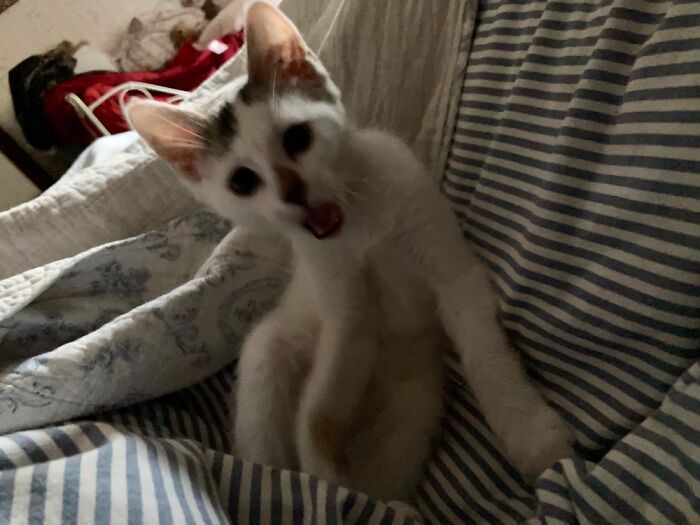 Tommy In His Early Days On My Bed In The Morning