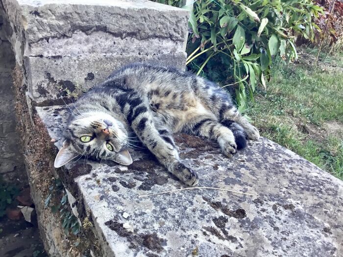 Twinkle On Her Favourite Wall In The Garden…