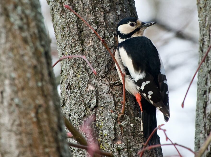 Woodpecker