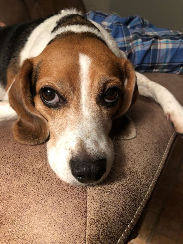 Ruby The Beagle