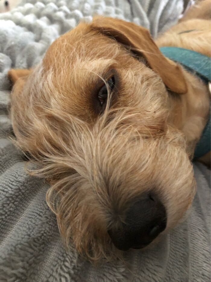 Ginger, Our Lovely Mutt