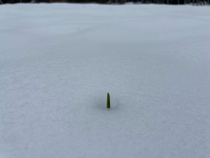 My Garlic Poking Through The Snow, Vancouver Island, Bc