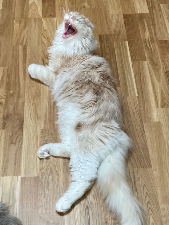 No Introduction Needed…just Awkward