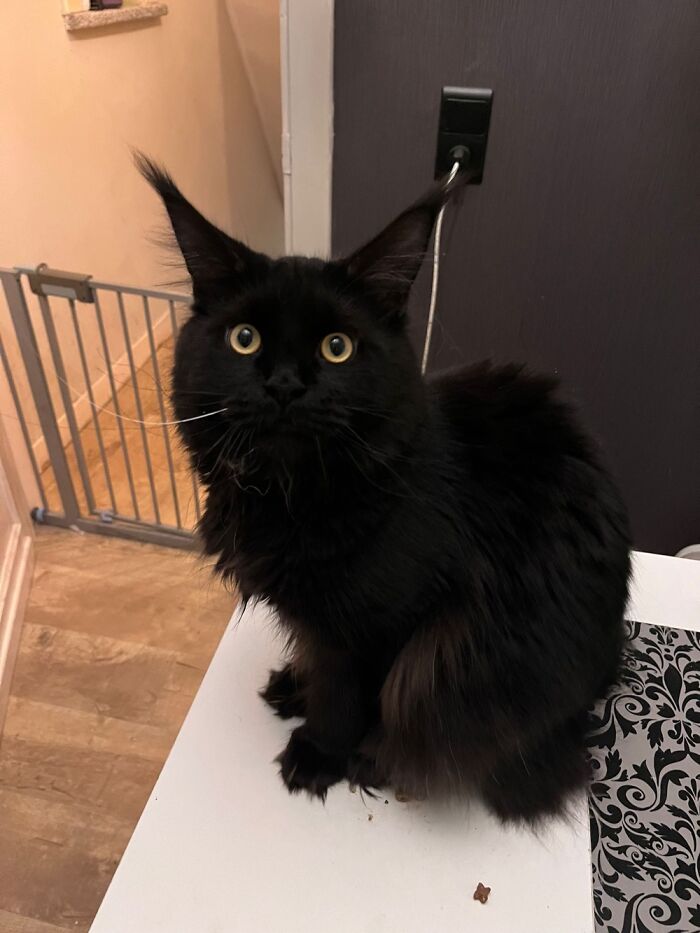 Not Really Goofy, But I Just Got This Huge Void Yesterday And He’s Still Suspicious Of Us