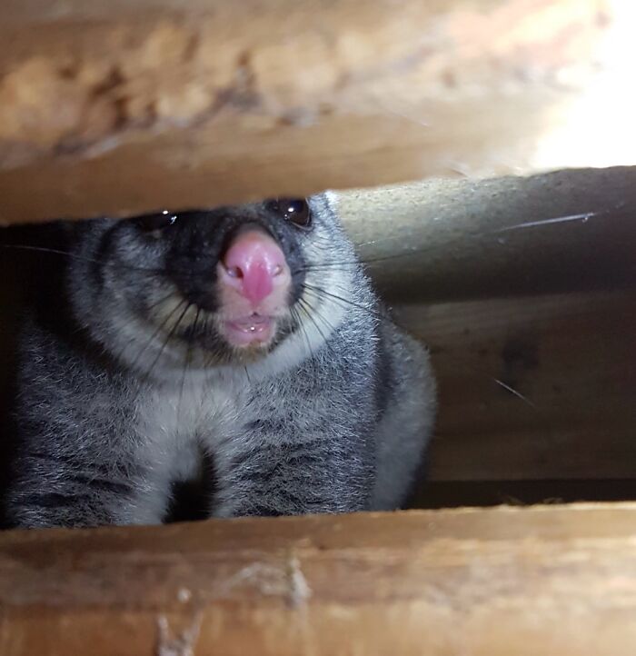 Scratching Noise Turned Out To Be This Fella Under The Stairs. Young Possum