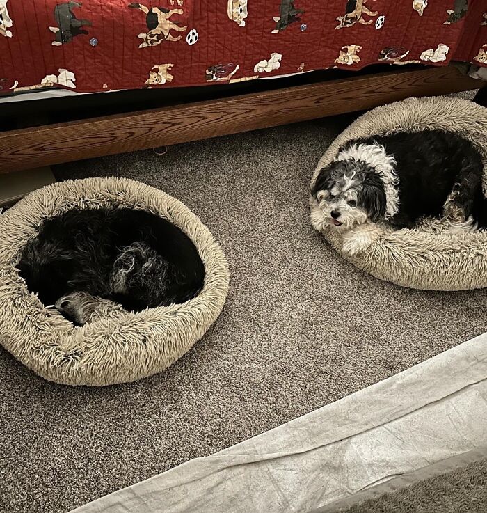 Dog Beds. You Start With One, Then You Need Two. Suddenly You Have 6 Beds For 2 Dogs