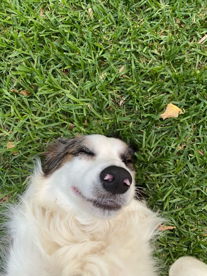 My Dog Max, Enjoying The Sunshine