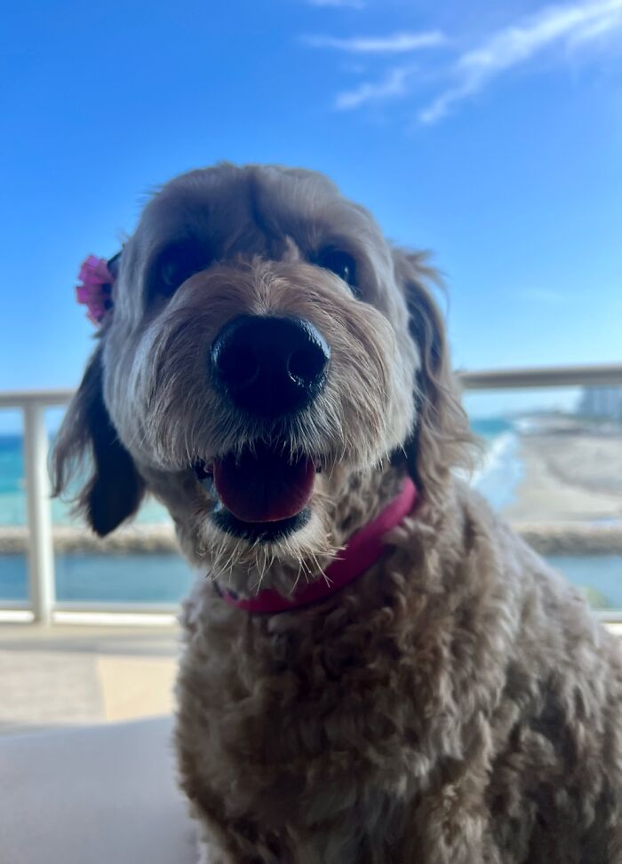 Sadie Loving The Beach