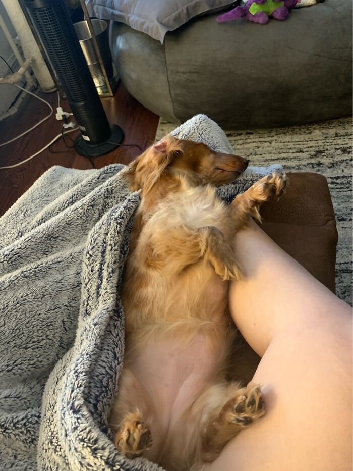 Lakoda Enjoying Afternoon Nap!