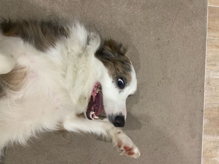 My Dog Max And My Cat Fluffy Have Provided Me With Happiness Ever Since I Got Them, These 13 Photos Are Going To Bring You Happiness Too