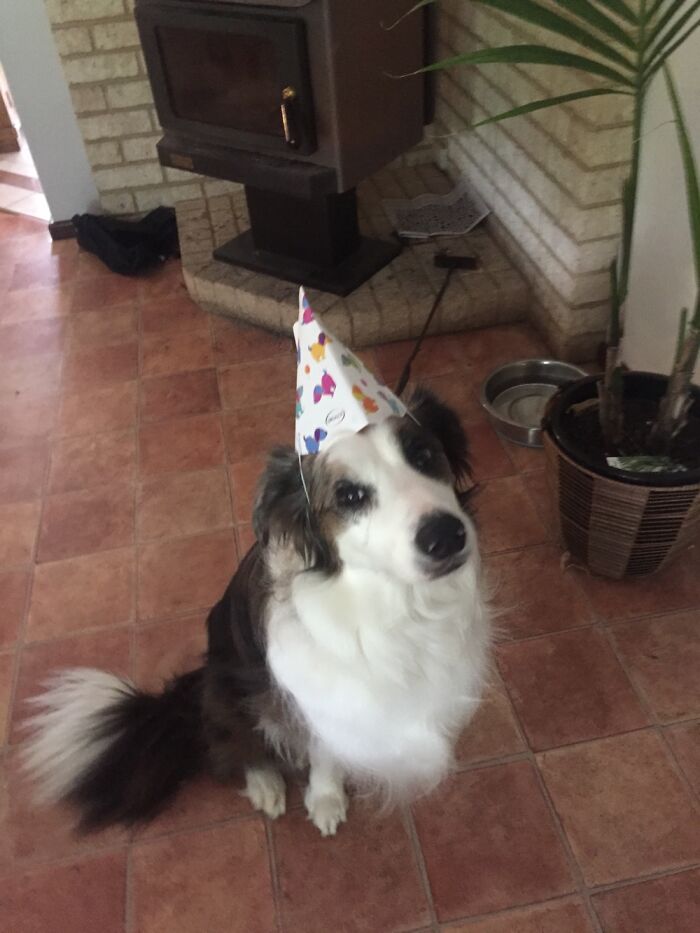 My Dog Max And My Cat Fluffy Have Provided Me With Happiness Ever Since I Got Them, These 13 Photos Are Going To Bring You Happiness Too