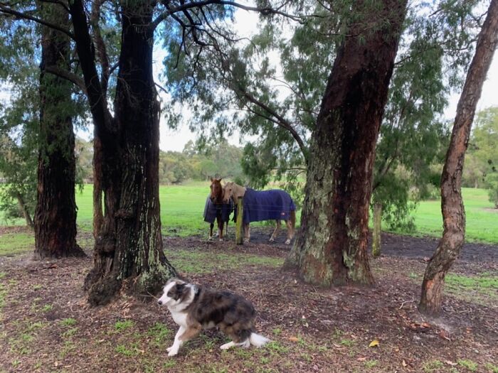 My Dog Max And My Cat Fluffy Have Provided Me With Happiness Ever Since I Got Them, These 13 Photos Are Going To Bring You Happiness Too