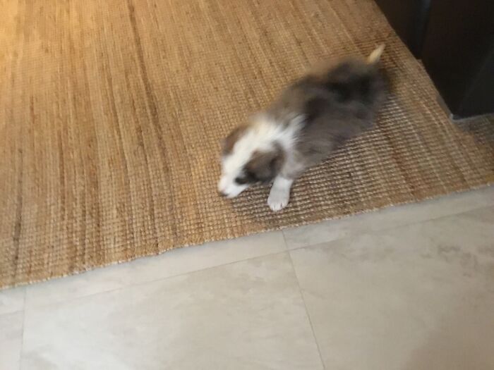 My Dog Max And My Cat Fluffy Have Provided Me With Happiness Ever Since I Got Them, These 13 Photos Are Going To Bring You Happiness Too