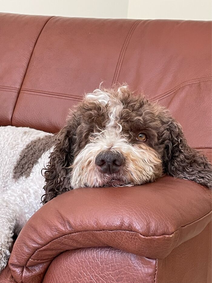 This Is Duncan. My Spanish Water Dog