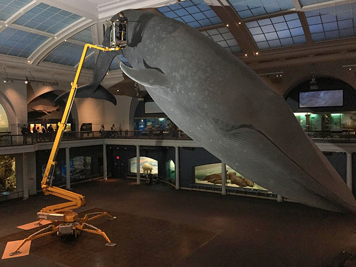 It’s Someone’s Job To Hoover The Whale At The American Museum Of Natural History (NYC)