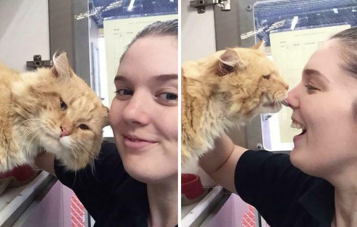 Trabajo en un refugio de gatos. Estas son las fotos de "¿Podemos quedárnoslo? que envié a mi pareja. Funcionó