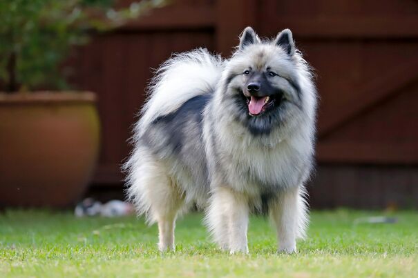 keeshond-64236137a89a7.jpg