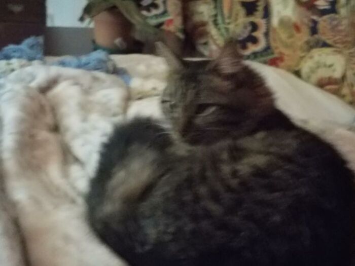 My Terrorist Cat Who Goes By The Name Of Amp