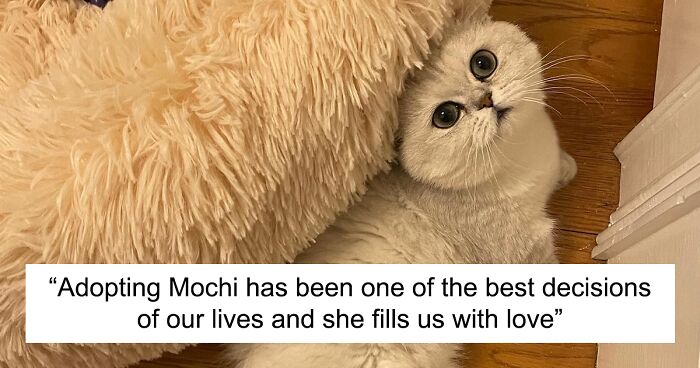 Meet Mochi, A Munchkin Cat Who Got Another Chance At Life And Found A Forever Home After Losing Her Leg, Tail, And Both Ears
