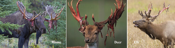 north-american-animals-shedding-velvet-6415de26b8df0.jpg