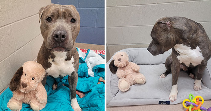 Meet Bruno, A One-Eared Pitbull Who Went Viral After His Caretakers Discovered He Had Pulled Out The Same Ear From His Plush Toy