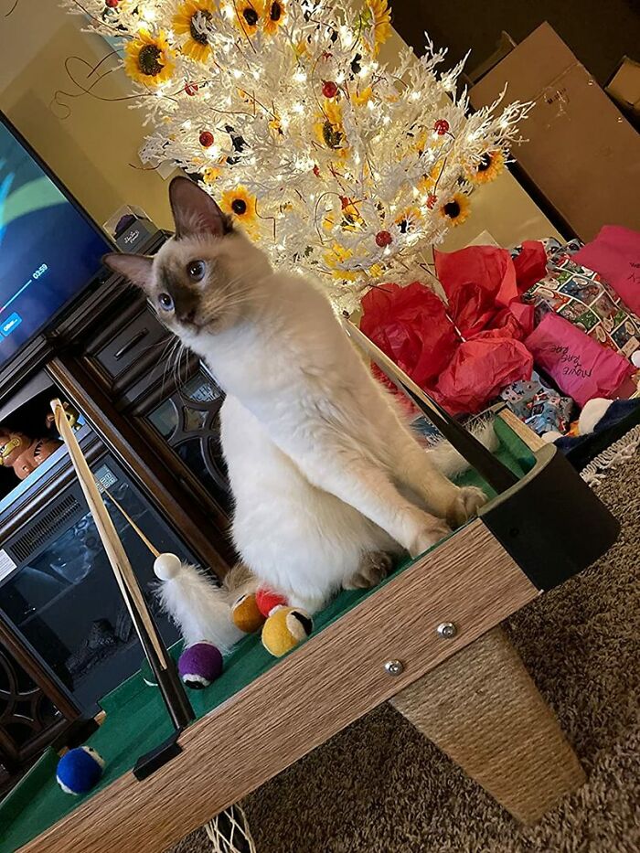 White cat posing on a mini pool table White cat posing on a mini pool table