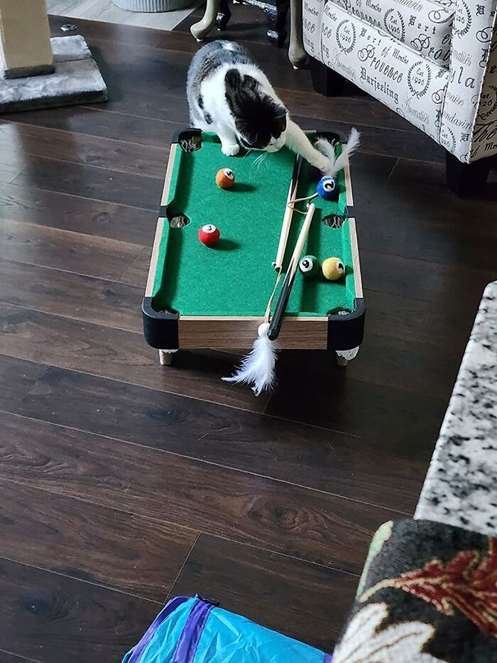 Cat playing with a mini pool table Cat playing with a mini pool table