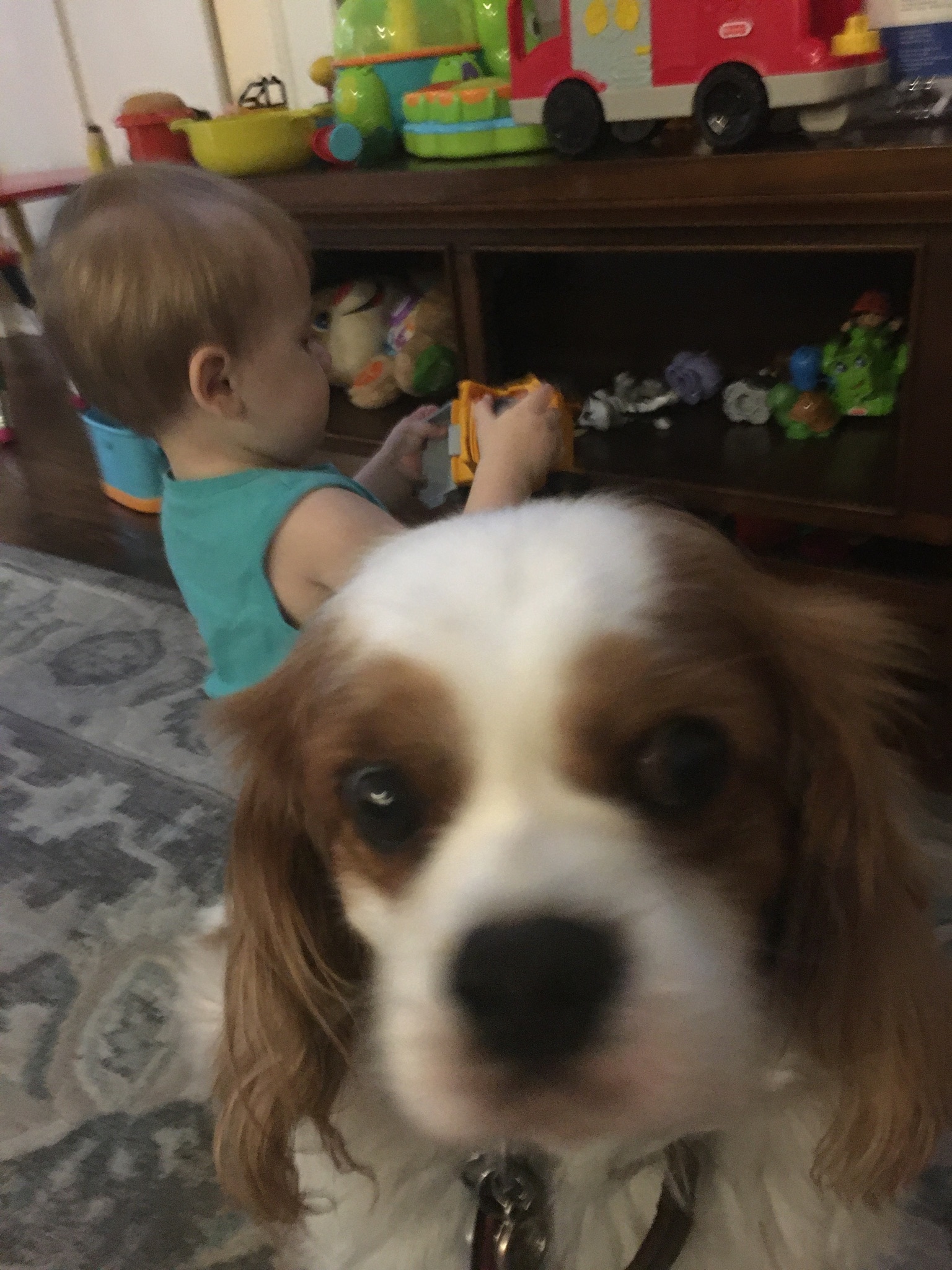 Show Me A Photo Of Your Pet Looking Really Awkward