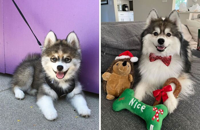 A Pomeranian And A Husky Walked Into A Bar… And Then They Had Me