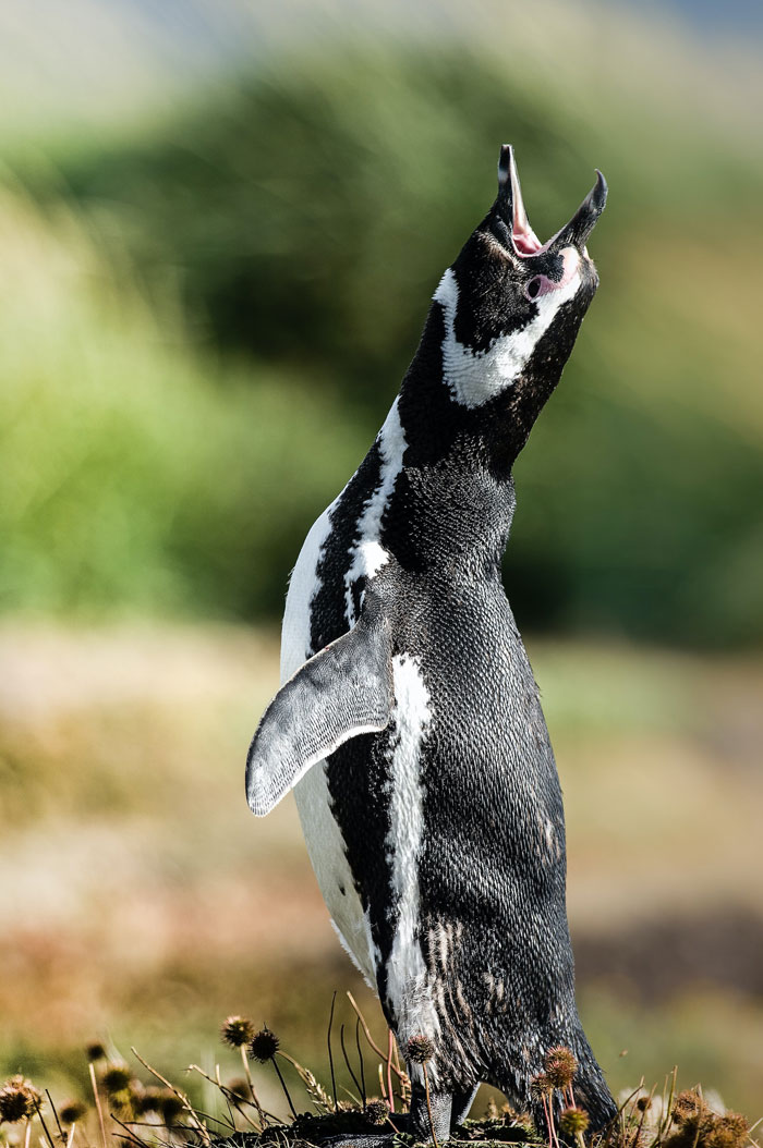 Penguin screaming