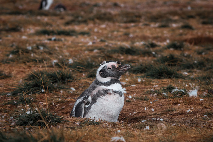Penguin lying on the ground