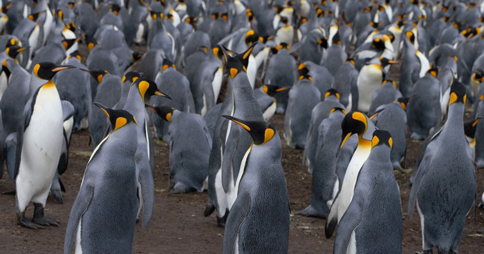 Emperor penguins standing and watching