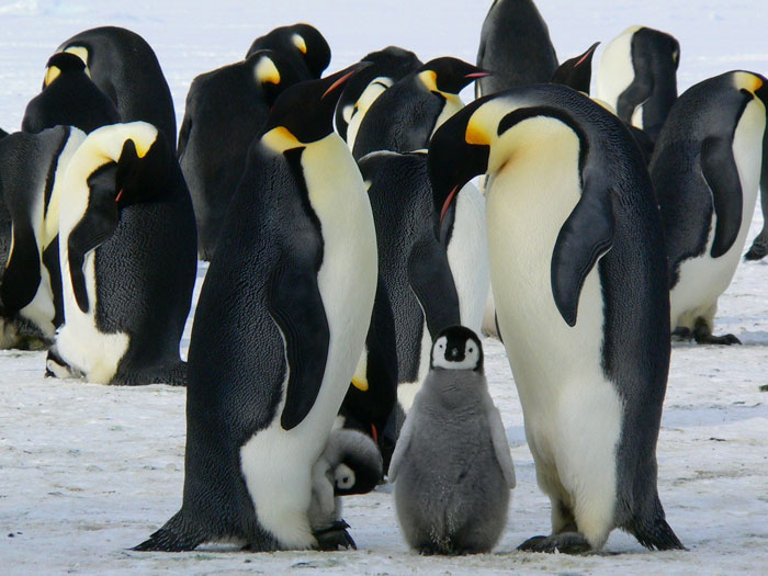 Penguins standing with baby penguins