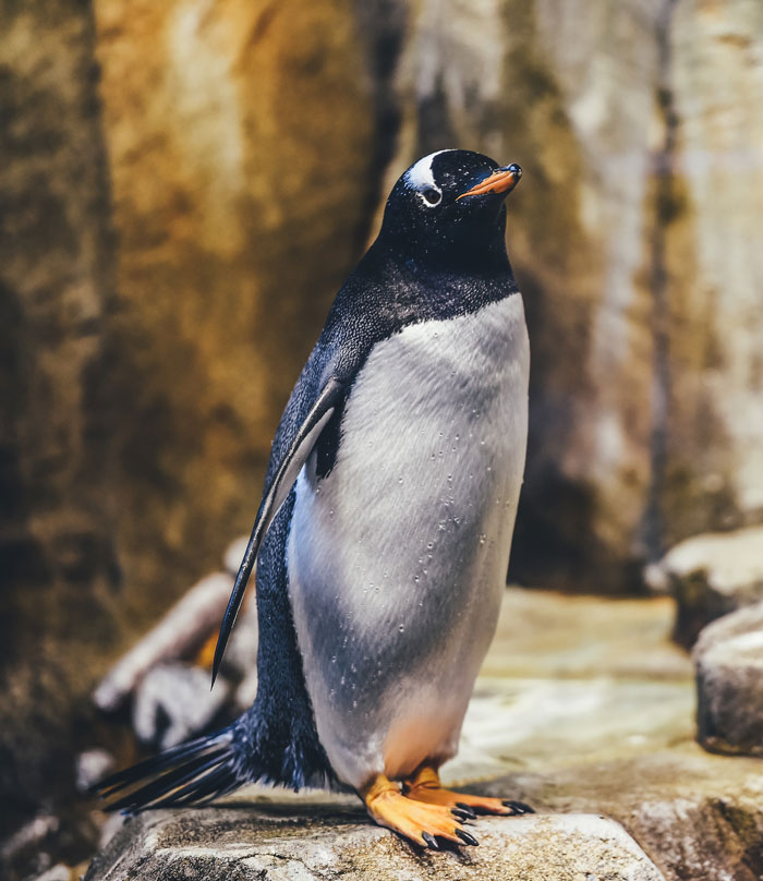 Penguin standing and looking