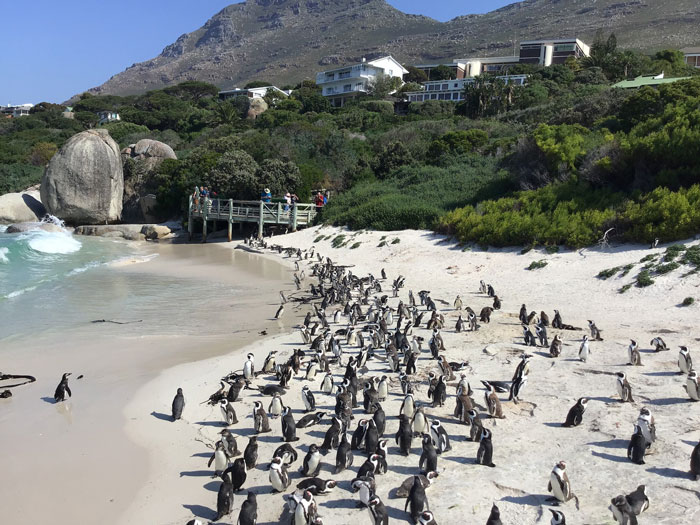 Penguins walking in the beach