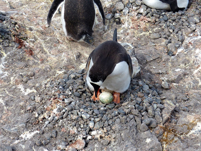 Penguin protecting egg