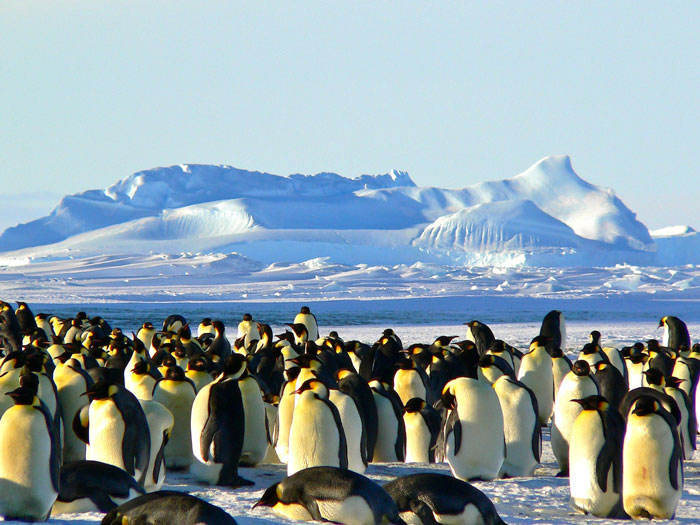 Penguins standing near ice mountains